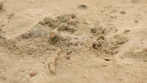 Small Hermit Crabs Hiding in Shells Crawling Across Sandy Beach Surface. Stock Footage 338369348