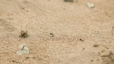 Small Hermit Crabs Hiding in Shells Crawling Across Sandy Beach Surface. Stock Footage 338372555