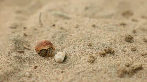 Small Hermit Crabs Hiding in Shells Crawling Across Sandy Beach Surface. Stock Footage 338386838