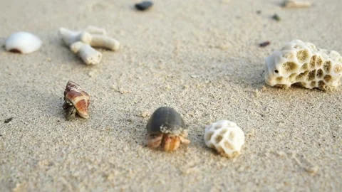 Small hermit crabs walking on white sand Stock Footage 322211792