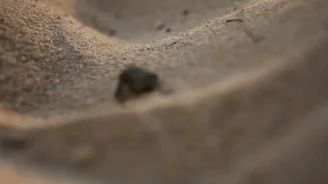 Small hermit crawls at sunset on the sand to the sea Video stock 85836426