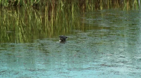 Small Heron in the marsh Stock Footage 36267258