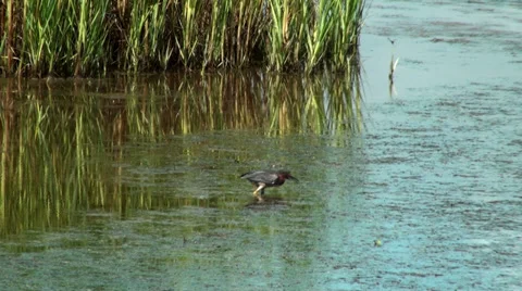 Small Heron walking and catching small fish Stock Footage 36268085