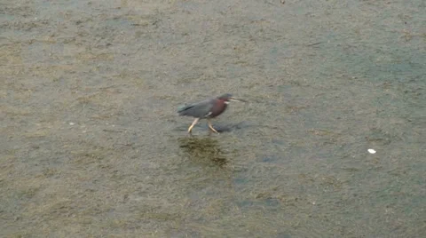Small Heron Walking And Tasting Trash Stock Footage 32787864