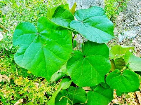 Small hibiscus tree Stock Photos