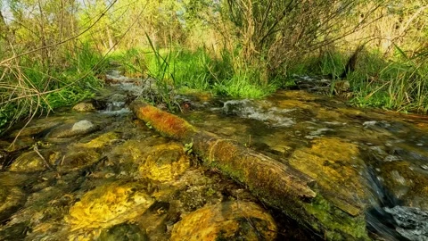 Small hidden spring in the Ticino natural park Stock Footage 291740316