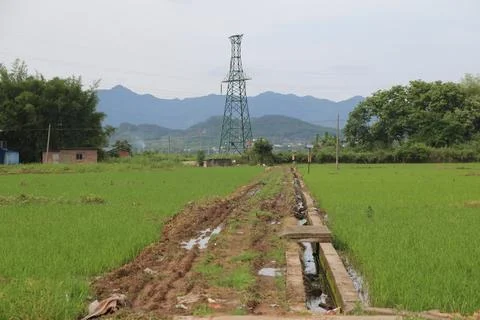 A small high-voltage pylon is placed in the middle of a green rice field, a.. Stock Photos