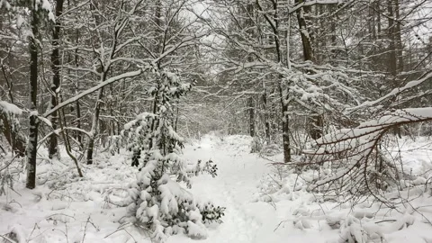 Small hiking path trail in a forest covered with snow Stock Footage 217752204