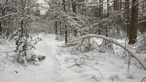 Small hiking path trail in a forest covered with snow Stock Footage 217758099
