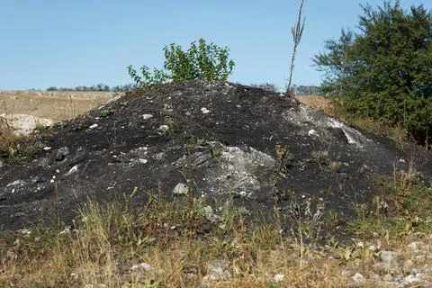 A small hill of blackened soil with sparse vegetation, including a young tr.. Stock Photos