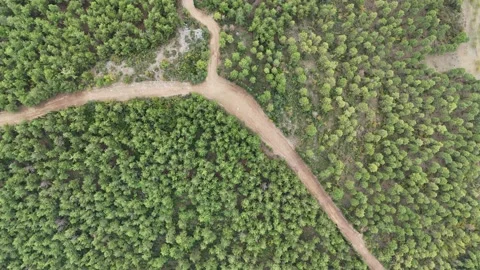 A small hill covered by pine tree forest in nature Stock Footage 289580079