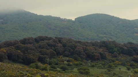 A small hill filled with trees with a small mountain in the background Stock Footage 88713564