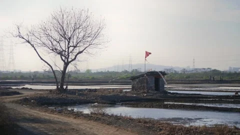 A small Hindu temple by the salt pan flats and dried tree by the side Video stock 337092904