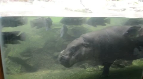 Small hippo swimming in the pool Stock Footage 64228820