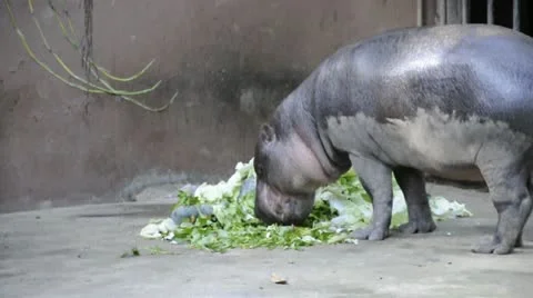 Small hippopotamus Stock Footage 22193356