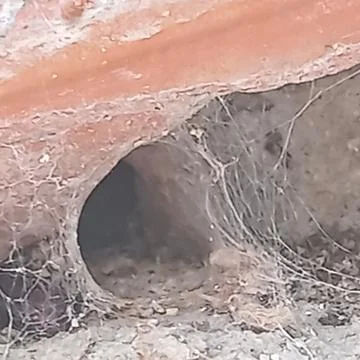 Small Hole Under Wall with Spider Web Foto stock