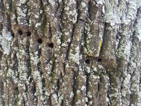 Small holes in bark of tree Stock Photos