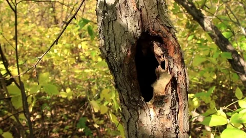Small hollow in a tree Stock Footage