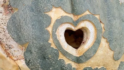 Small hollow in a tree in the shape of a heart Stock Footage 123225558