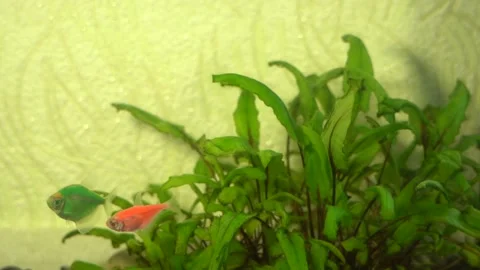 Small home aquarium with several bright fish swimming in water inside Video stock 132870180
