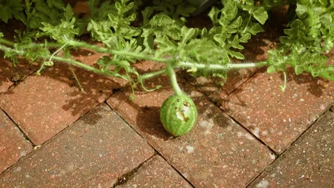 Small homegrown watermelon with bite marks and damaged rind resting on brick Stock Footage 345715088