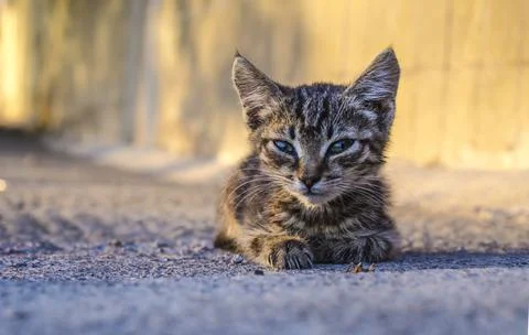 Small homeless kitten Stock Photos