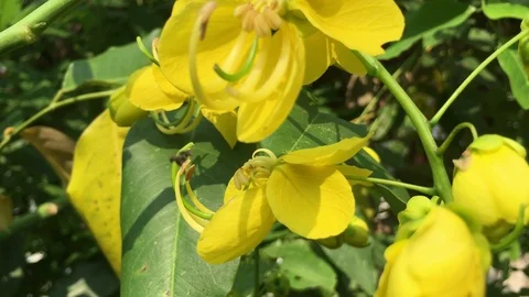 Small honey bee flying over yellow Golden Shower flowers Stock Footage 106205823