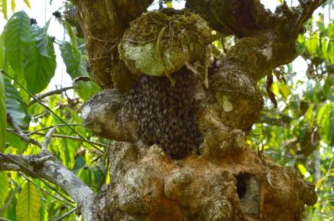Small honeycomb covered with bees on a tree bark. The concise and orderly pat Stock Photos