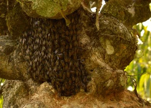Small honeycomb covered with bees on a tree bark. The concise and orderly pat Stock Photos