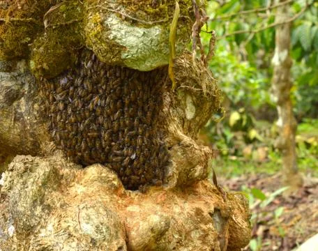 Small honeycomb covered with bees on a tree bark. The concise and orderly pat Stock Photos