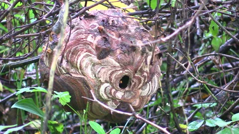 Small Hornet: Coming and Going from a Nest Built in a Bramble of Wild Roses Vídeo Stock 332851257