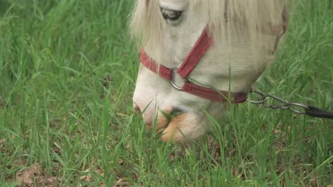 A small horse, a brown pony eats grass on a green meadow. Stock Footage 194468998