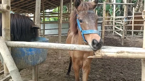 Small Horse with Head Bridle Stock Footage 211054607