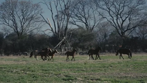 Small horse herd cantering swiftly across a bare winter pasture 스톡 동영상 343573400