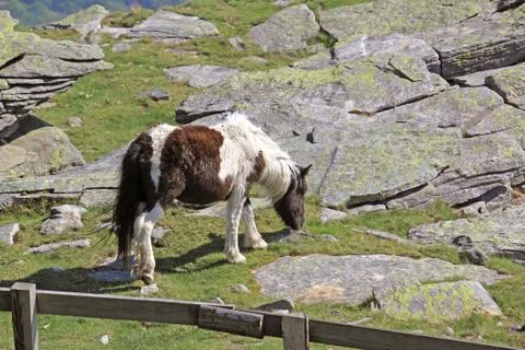 Small horse Stock Photos
