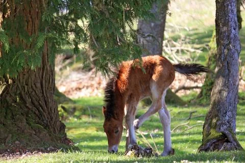 Small horse Stock Photos