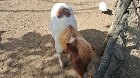 Small Horse Video Video stock 263979455