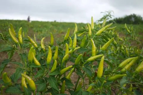 Small hot pepper field Stock Photos