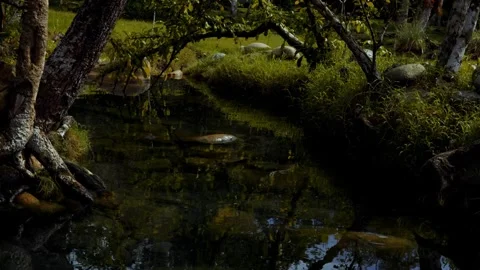 Small Hot Spring Pond with Trees and Green Grass Stock Footage 321320950