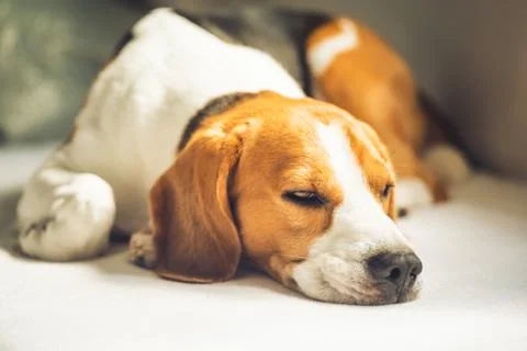 Small hound Beagle dog sleeping at home on the couch Stock Photos
