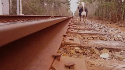Small hound runs down train tracks Stock Footage 72193100