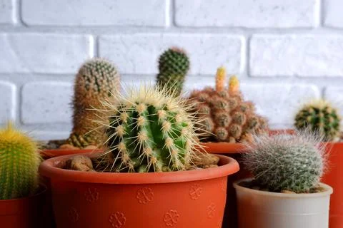 Small house cacti Stock Photos