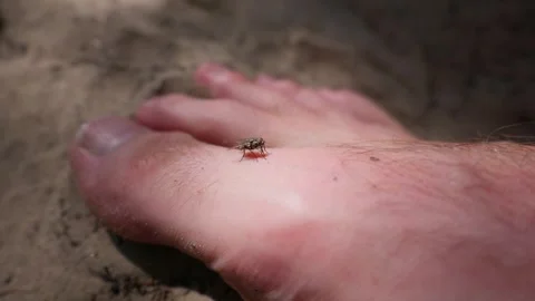 Small House Fly Perched on Bare Human Foot Outdoors in Nature Stock Footage 342181281