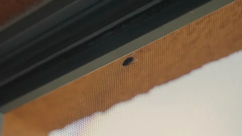 Small house fly stuck on a mosquito net on window indoors. Small flying insect Stock Footage 340419755