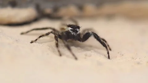 Small house jumping spider slowly moving out of frame Stock Footage 76809171