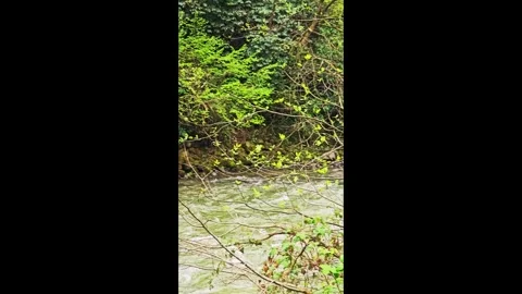 A small house in the middle of a river Stock Footage 272787916