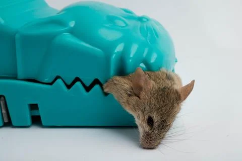 Small House Mouse Caught Inside Teal Plastic Teeth Style Trap Stock Photos