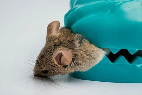 Small House Mouse Caught Inside Teal Plastic Teeth Style Trap Stock Photos