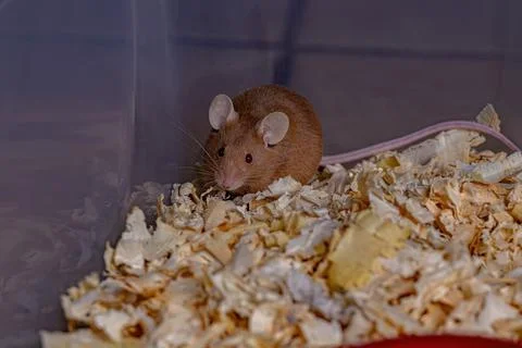 Small House Mouse Stock Photos