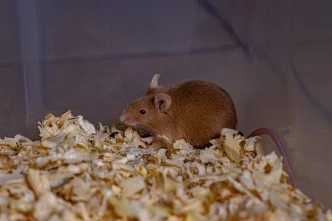 Small House Mouse Stock Photos